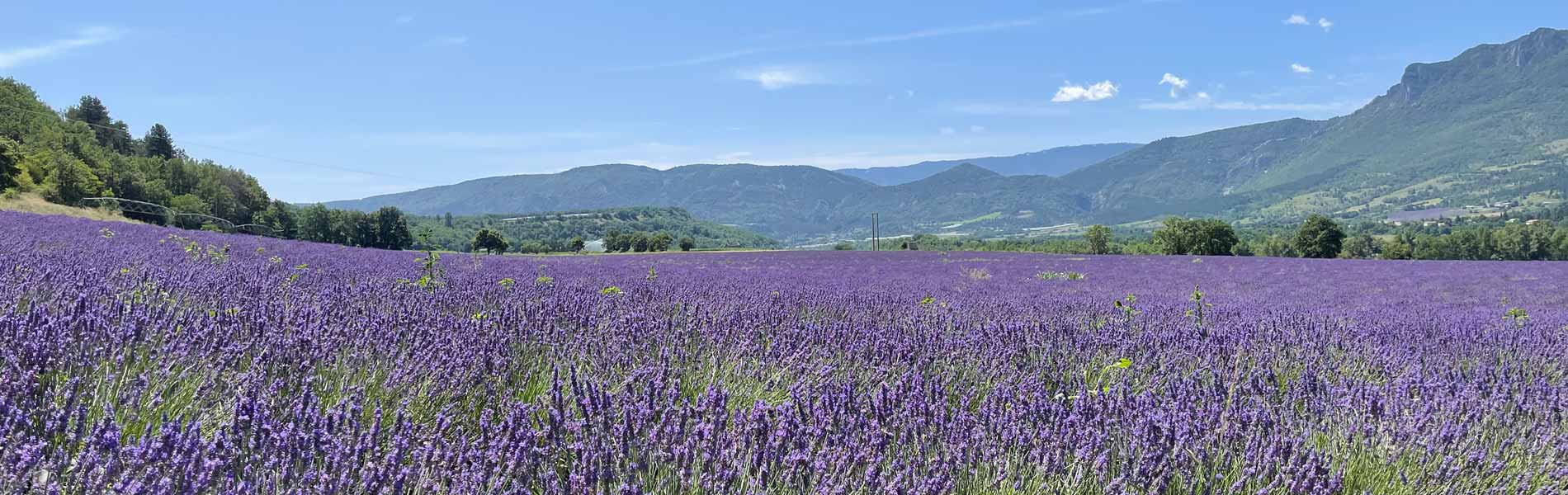 paysage lavande hautes alpes