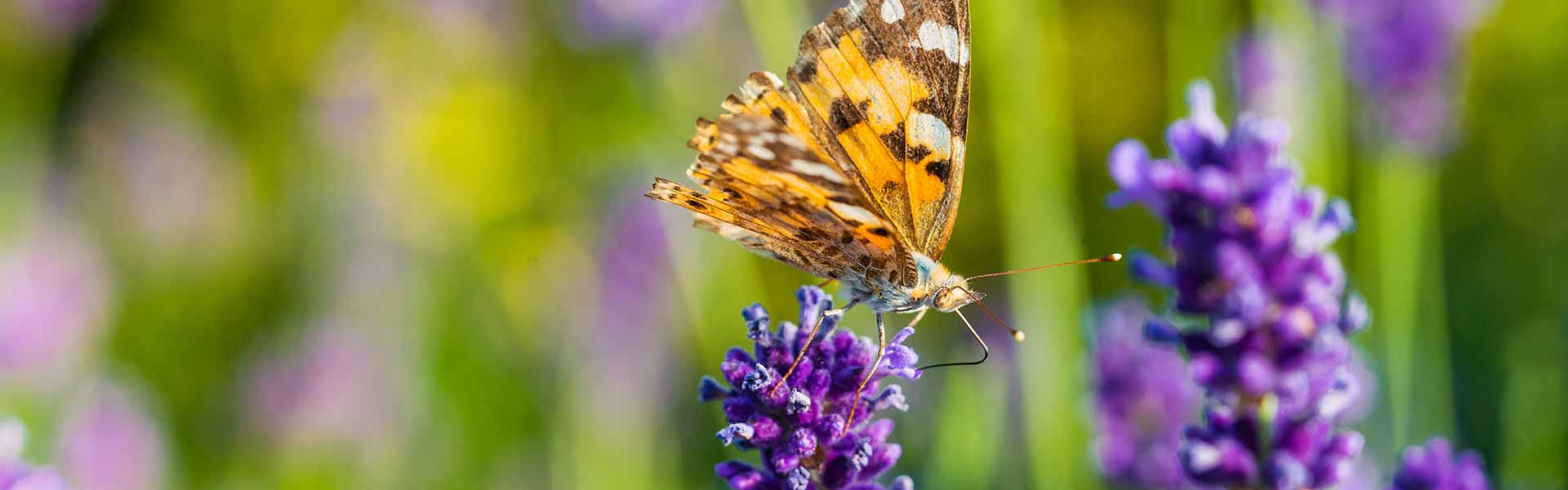 papillon lavande