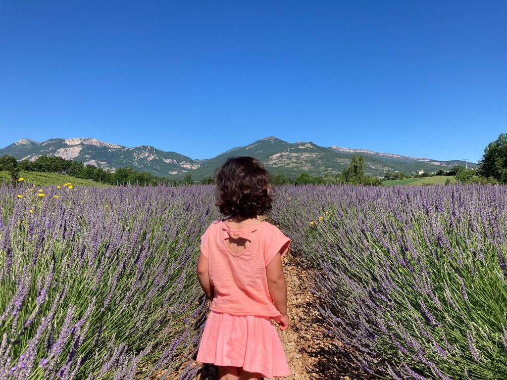 lavande provence vacances myotis